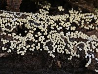 Trichia scabra 9, Gezellig draadwatje, Saxifraga-Luuk Vermeer