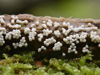 Trichia varia 2, Fopdraadwatje, Saxifraga-Luuk Vermeer