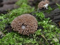 Tubifera arachnoidea 3, Rossig buiskussen, Saxifraga-Luuk Vermeer