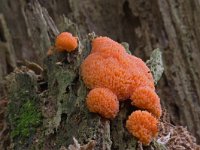 Tubifera ferruginosa, Raspberry Slime Mold