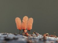 Arcyria denudata 5, Karmozijnrood netwatje, Saxifraga-Luuk Vermeer