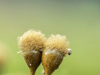 Hemitrichia calyculata 13, Grootlangdraadwatje, Saxifraga-Luuk Vermeer