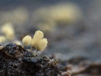 Hemitrichia calyculata 2, Grootlangdraadwatje, Saxifraga-Luuk Vermeer