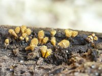 Hemitrichia calyculata 4, Grootlangdraadwatje, Saxifraga-Luuk Vermeer