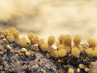 Hemitrichia calyculata 5, Grootlangdraadwatje, Saxifraga-Luuk Vermeer