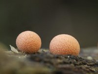 Lycogola epidendrum 5, Boomwrat, Saxifraga-Luuk Vermeer