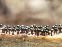 Metatrichia floriformis 5, Donkerbruin kelkpluisje, Saxifraga-Luuk Vermeer