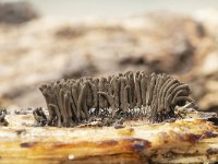 Stemonitis axifera 10, Roodbruin netpluimpje, Saxifraga-Luuk Vermeer