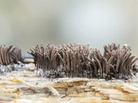 Stemonitis axifera 7, Roodbruin netpluimpje, Saxifraga-Luuk Vermeer