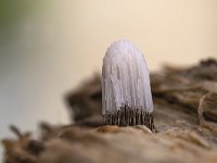Stemonitis fusca 12, Gebundeld netpluimpje, Saxifraga-Luuk Vermeer