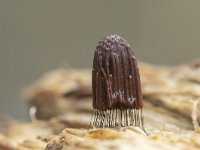Stemonitis fusca 13, Gebundeld netpluimpje, Saxifraga-Luuk Vermeer