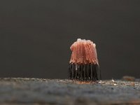Stemonitis fusca 14, Gebundeld netpluimpje, Saxifraga-Luuk Vermeer