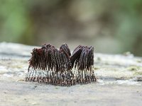 Stemonitis fusca 19, Gebundeld netpluimpje, Saxifraga-Luuk Vermeer