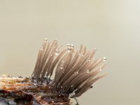 Stemonitis fusca 5, Gebundeld netpluimpje, Saxifraga-Luuk Vermeer
