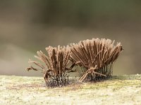 Stemonitis fusca 6, Gebundeld netpluimpje, Saxifraga-Luuk Vermeer