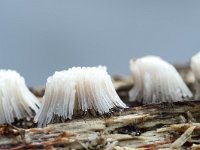 Stemonitis fusca 8, Gebundeld netpluimpje, Saxifraga-Luuk Vermeer