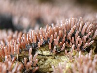 Stemonitopsis typhyna 10, Zilveren schijnpluimpje, Saxifraga-Luuk Vermeer