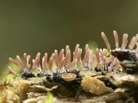 Stemonitopsis typhyna 3, Zilveren schijnpluimpje, Saxifraga-Luuk Vermeer
