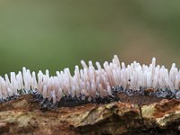 Stemonitopsis typhyna 7, Zilveren schijnpluimpje, Saxifraga-Luuk Vermeer