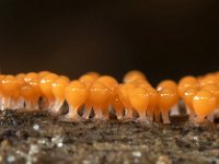 Trichia decipiens 10, Peervormig draadwatje, Saxifraga-Luuk Vermeer