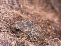 Alytes cisternasii, Iberian Midwife Toad