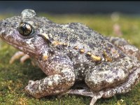 Alytes obstreticans, Midwife Toad