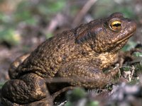 Bufo bufo, Common Toad