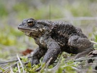 Bufo bufo 64, Gewone pad, Saxifraga-Luuk Vermeer