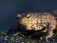 Bufo bufo 69, Gewone pad, Saxifraga-Hans Dekker