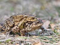 Bufo bufo 70, Gewone pad, Saxifraga-Luuk Vermeer