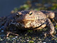 Bufo bufo 77, Gewone pad, Saxifraga-Hans Dekker