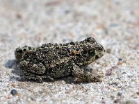 Bufo calamita 41, Rugstreeppad, Saxifraga-Hans Dekker