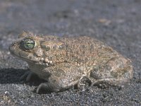 Bufo viridis, Green Toad