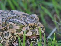 Bufo viridis 32, Groene pad, Saxifraga-Dirk Hilbers