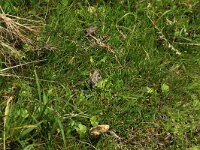 Epidalea calamita 29, Rugstreeppad, Saxifraga-Hans Boll