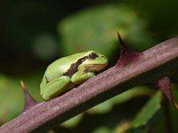 Hyla arborea 100, Boomkikker, Saxifraga-Luuk Vermeer