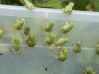 Hyla arborea 109, Boomkikker, juv, Saxifraga-Willem van Kruijsbergen