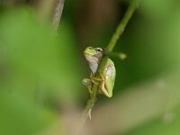 Hyla arborea 115, Boomkikker, adult, Saxifraga- Theo Verstrael