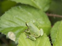 Hyla arborea 115, Boomkikker, juv, Saxifraga-Willem van Kruijsbergen