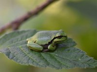 Hyla arborea 31, Boomkikker, Saxifraga-Luuk Vermeer