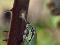 Hyla arborea 53, Boomkikker, Saxifraga-Luuk Vermeer