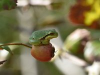 Hyla arborea 97, Boomkikker, Saxifraga-Luuk Vermeer