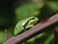 Hyla arborea 98, Boomkikker, Saxifraga-Luuk Vermeer