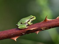 Hyla arborea 99, Boomkikker, Saxifraga-Luuk Vermeer