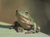 Hyla sarda, Sardinian Tree Frog
