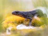 Alpine newt on moss and rocks  Alpine newt (Ichthyosaura alpestris) on moss and rocks in natural mountain environment : Triturus, alpestris, alpine, amphibian, animal, august, background, bright, camera, closeup, colorful, cute, dry, europe, european, fauna, garden, green, happy, herp, herpetofauna, herpetology, ichthyosaura, july, land, little, looking, mesotriton, moss, mountain, natural, nature, newt, one, orange, outdoor, phase, plant, portrait, protected, rare, rock, species, summer, vegetation, water, white, wild, wildlife, yellow
