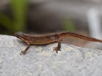 Lissotriton vulgaris 59, Kleine watersalamander, Saxifraga-Luuk Vermeer