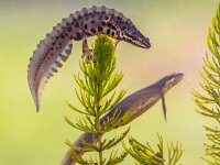 Common newt amhibian in freshwater habitat  Common newt (Lissotriton vulgaris) pair male and female aquatic animal swimming in freshwater habitat of pond. Underwater wildlife scene of amphibian in nature of Europe. Netherlands. : Lissotriton, Lissotriton vulgaris, Netherlands, Triturus, amphibian, animal, aquarium, aquatic, aquatic animal, beautiful, biology, closeup, color, common, common newt, conservation, cute, endangered, environment, europe, fauna, female, fresh, freshwater, habitat, lake, life, macro, male, natural, nature, newt, northern, orange, pond, salamander, smooth, species, spring, submerged, summer, swimming, triturus vulgaris, underwater, vulgaris, water, wild, wilderness, wildlife