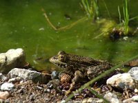 Pelophylax bedriagae 5, Levantijnse meerkikker, adult, Saxifraga-Theo Verstrael