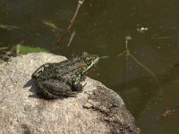 Pelophylax bedriagae, Levantijnse meerkikker, adult, Saxifraga-Theo Verstrael 7  Oostelijke meerkikker Pelophylax bedriagae